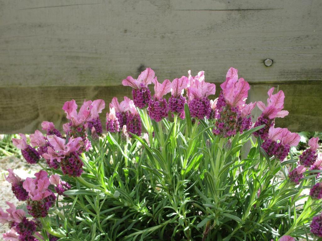 Un Figuier Dans Notre Jardin Villa Beaune-la-Rolande Oda fotoğraf