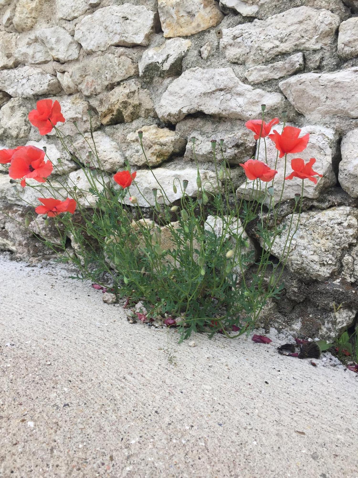 Un Figuier Dans Notre Jardin Villa Beaune-la-Rolande Oda fotoğraf