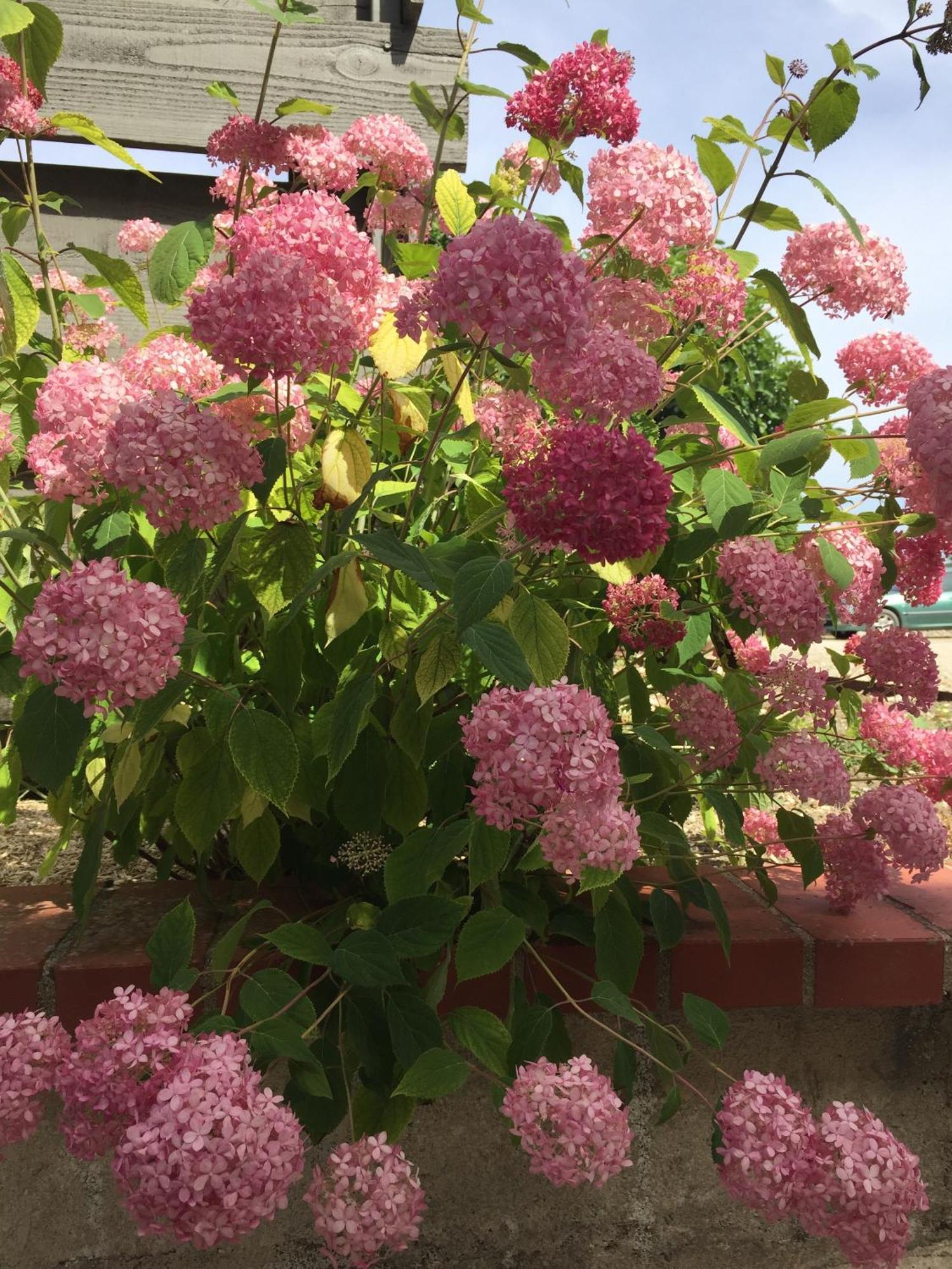 Un Figuier Dans Notre Jardin Villa Beaune-la-Rolande Oda fotoğraf